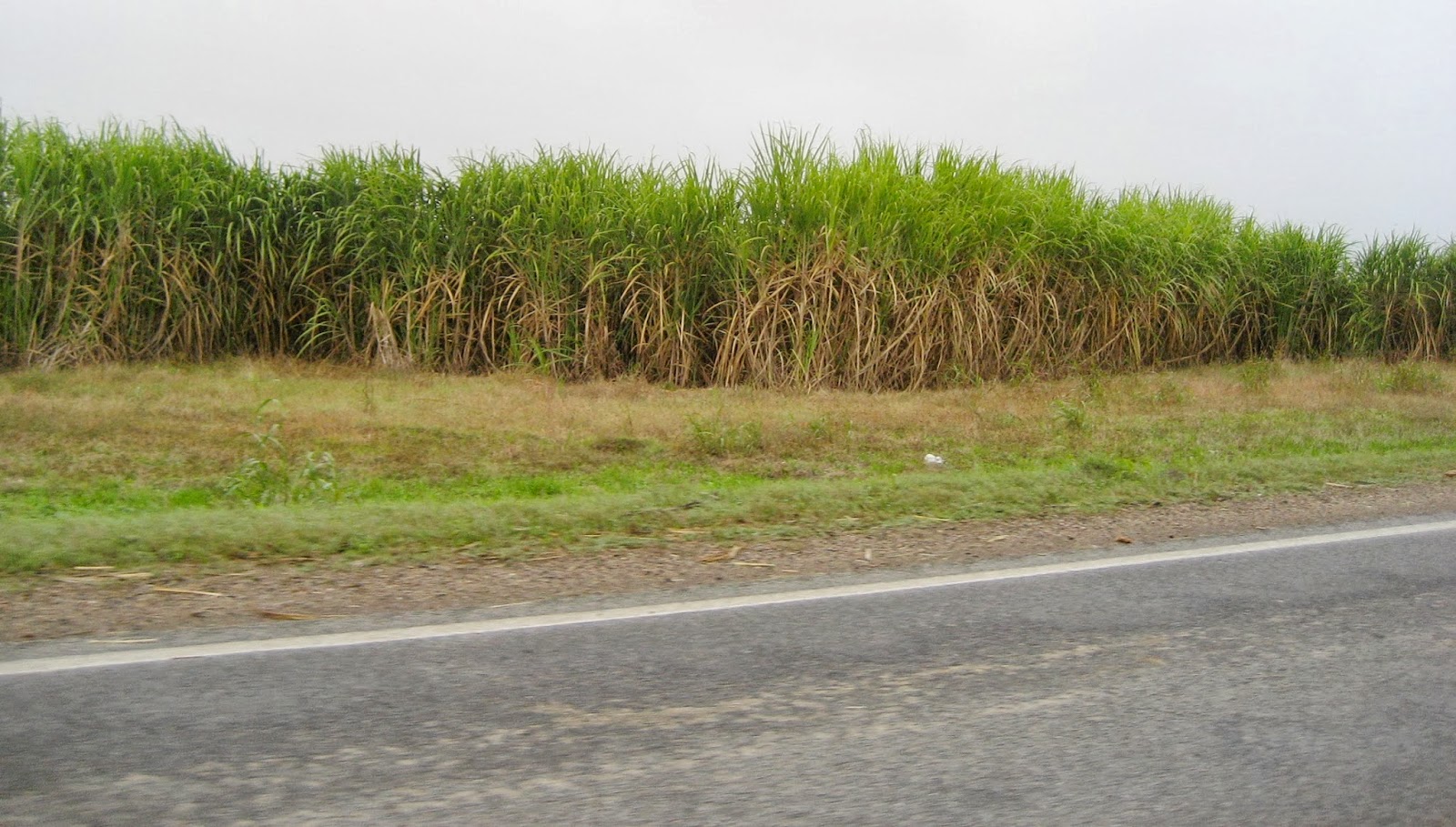 Living Rootless Louisiana Sugar Cane