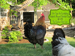 chicken chickens control tips around rodents coops chick rats food coop rodent attract rid mice they backyard common carry nuisance