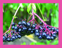 Chokeberry   nutrition facts