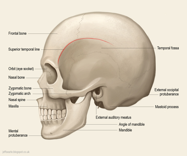 Jeff Searle The human skull