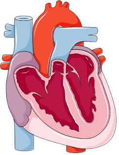 InstitutoCorvilud,blog,ameliacarro,cardiologogijon,cardiologiadeportiva,soplo,ecocardiograma