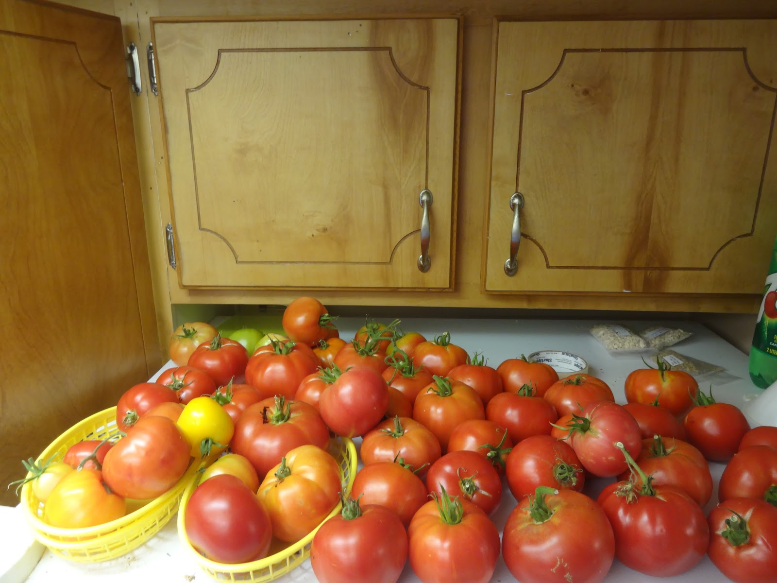 The Scientific Gardener Fridge Tomatoes