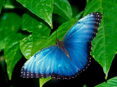 blue-butterfly-image