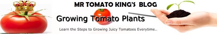 Mr Tomato King's Blog