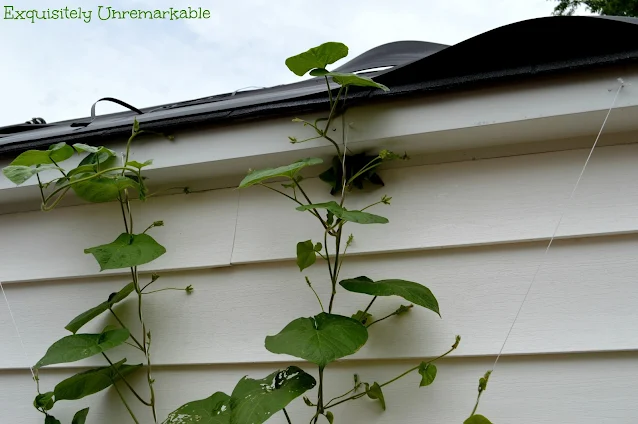 Morning Glories On Garage Roof