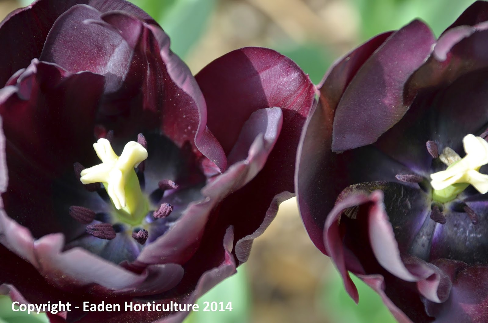 DO BLACK TULIPS REALLY EXIST? The Garden of Eaden