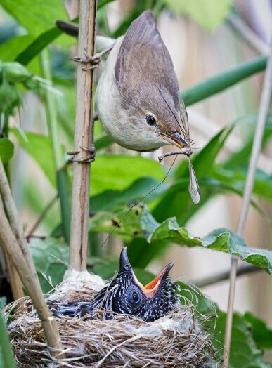 Tak Hanya Kejam Burung Kedasih Juga Mempunyai Mitos Yang Menyeramkan