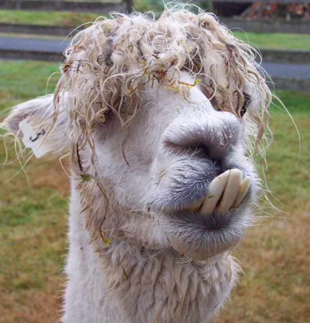 Funny Alpaca New Nice Pictures/Photos 2012 | Funny Animals