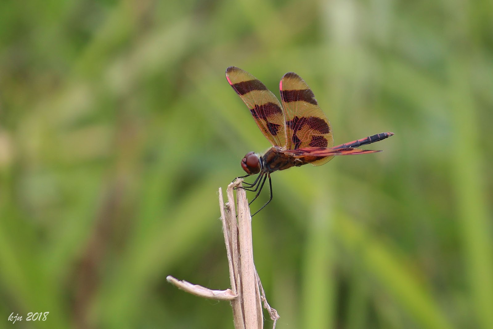 The Outskirts of Suburbia Tiger Striped Dragonfly