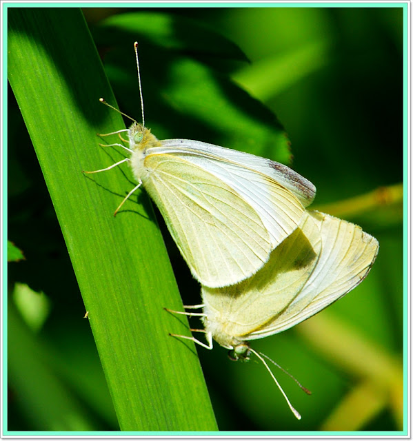 australian butterfly