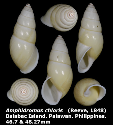 Amphidromus chloris 46.7mm (Lemon white form)