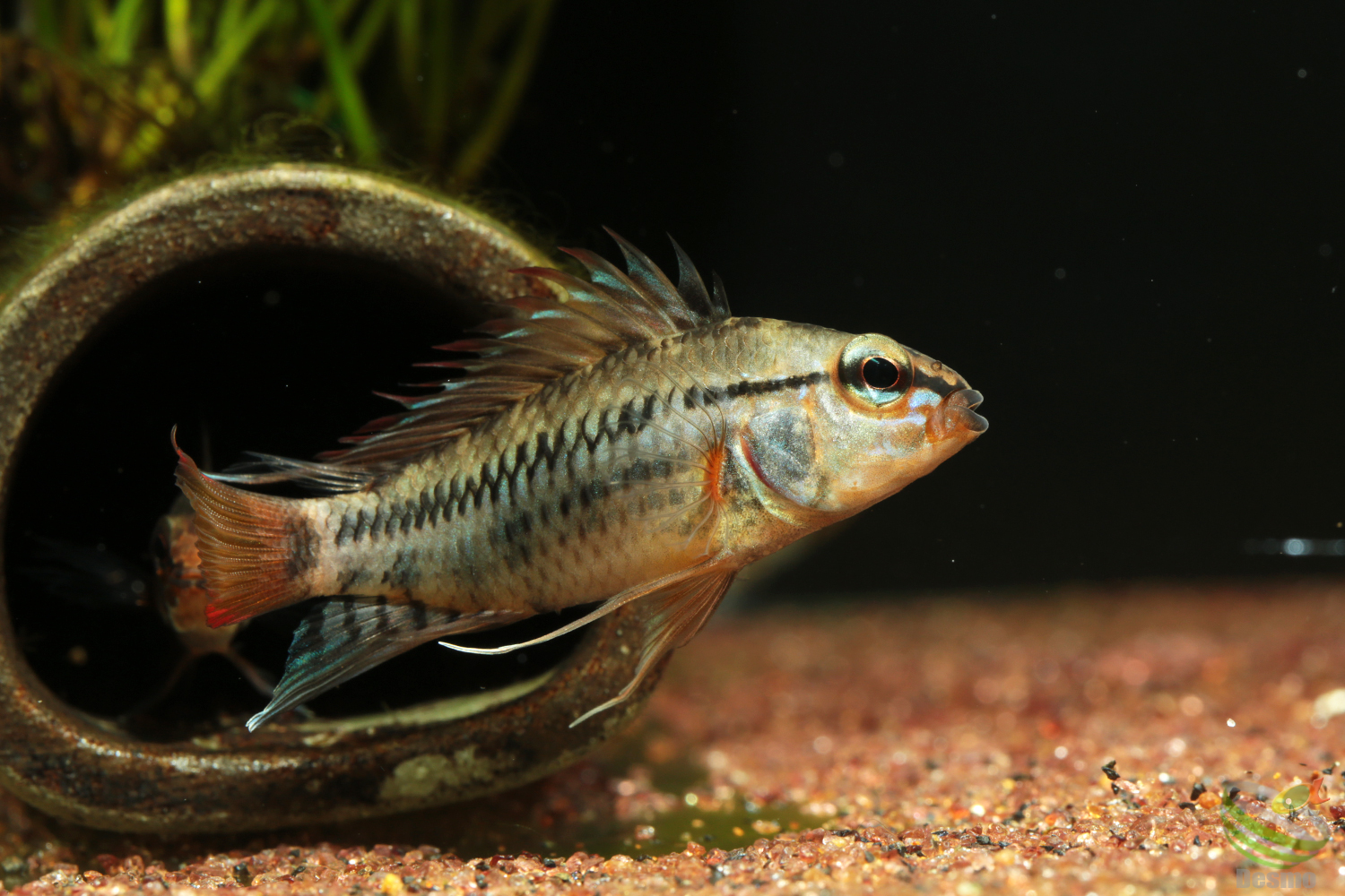 アピストグラマ　マラヴィーリャ　WF1 アピストグラマ マラヴィーリャ WF1