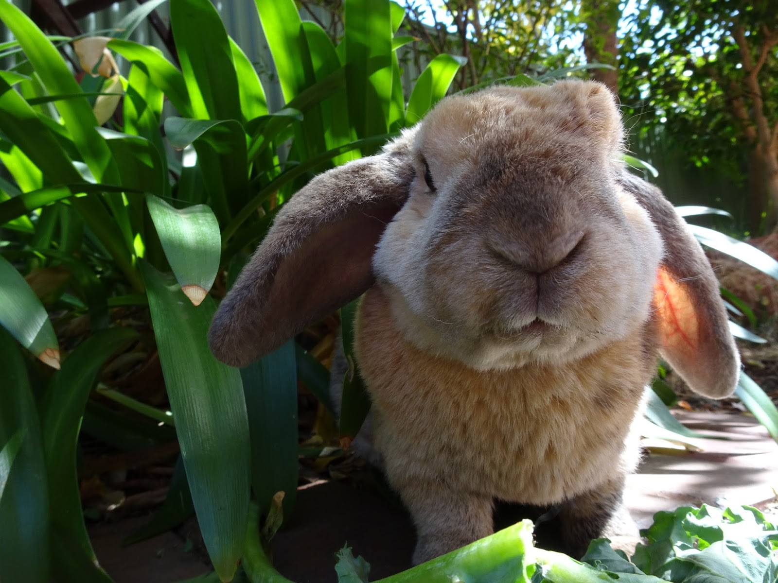 Favourite Pictures Of Rabbit Nibbles Oria