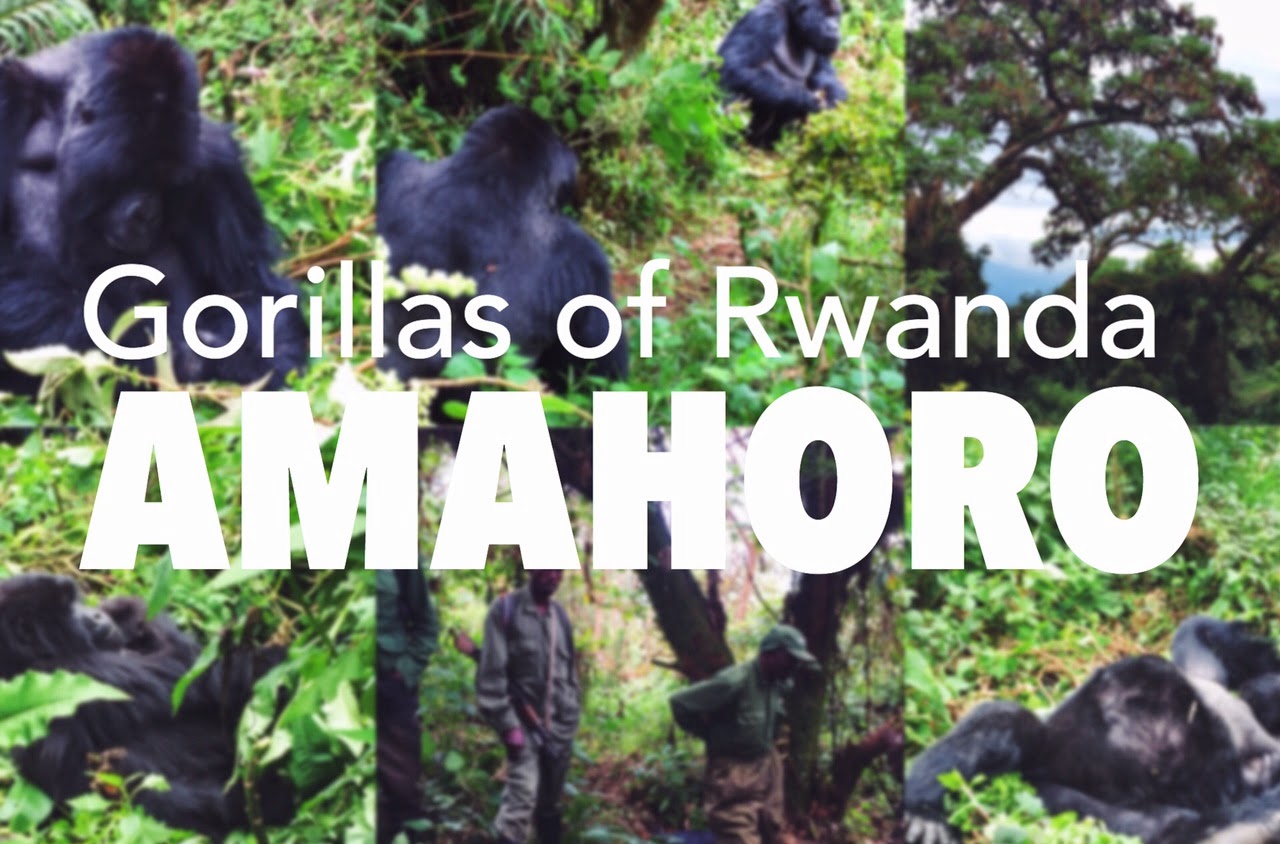 amahoro mountain gorillas volcaoes national park rwanda africa