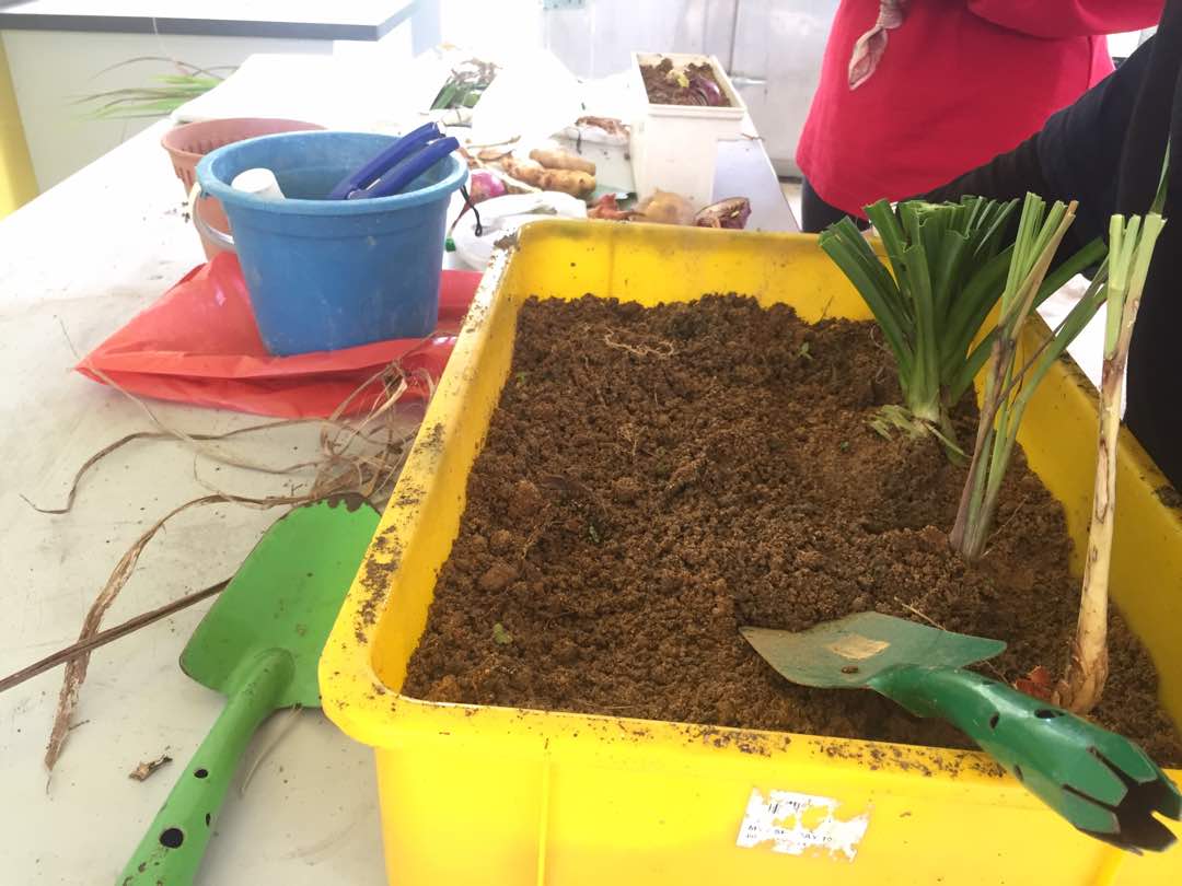 Norash Farm Manfaat Bawang Merah Sebagai Penggalak Akar Dan Pertumbuhan Biji Benih Panjang Sikit Info Ni Tp Jgn Lupa Share Ye Norashfarm Selain Memiliki Kandungan Vitamin C