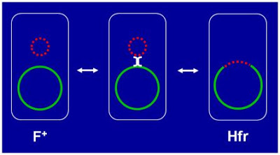 Hfr cell formation