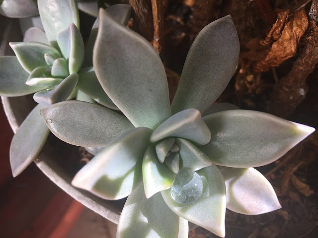 Planta-Fantasma (Graptopetalum paraguayense)