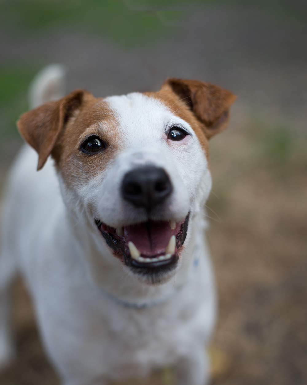 Shelter Dogs of Portland "WISHBONE" fun Jack Russell Terrier