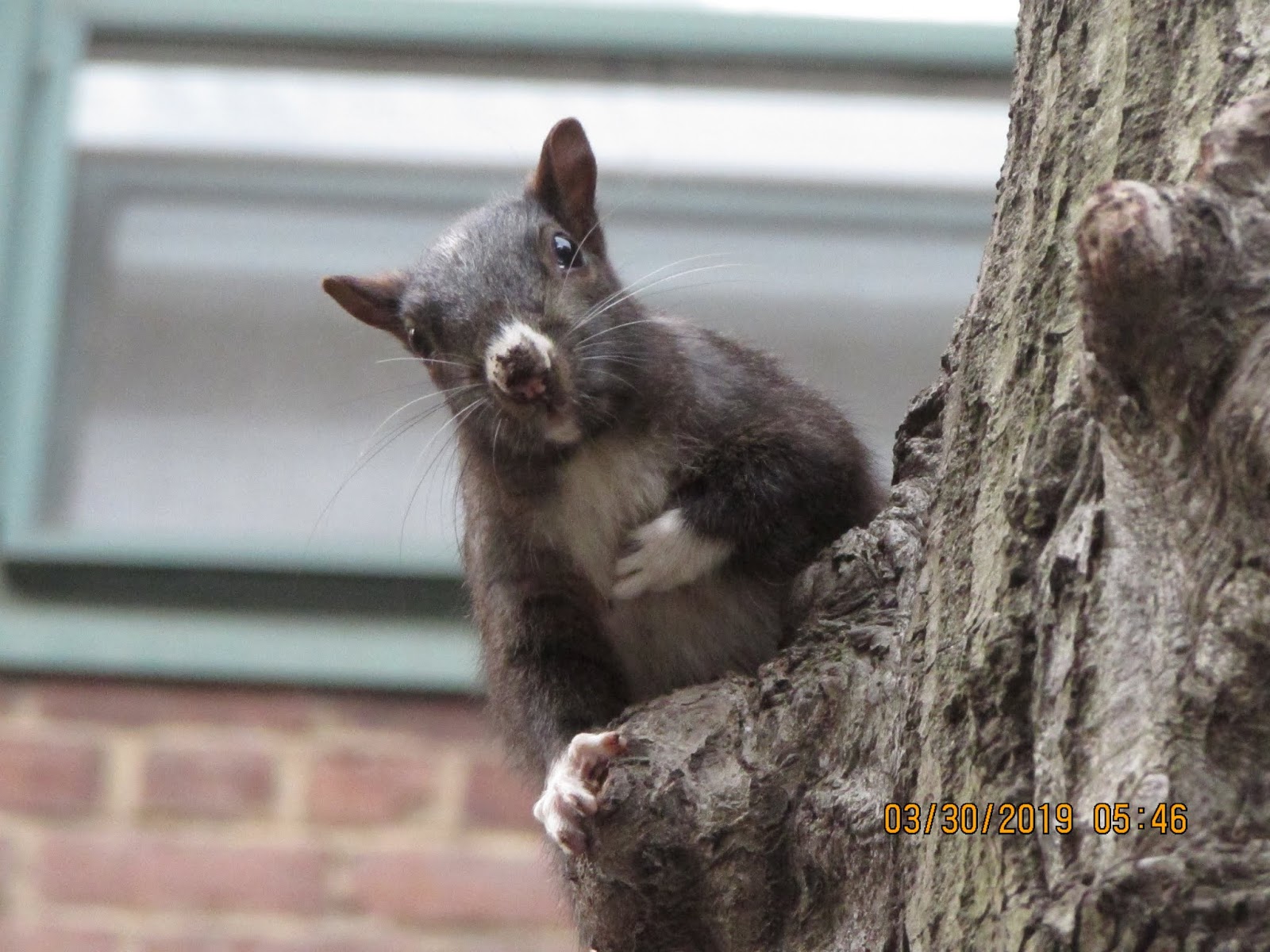 The New York Squirrel Killer Squirrels!