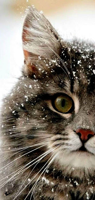 Beautiful winter scene with cat whiskers in snow
