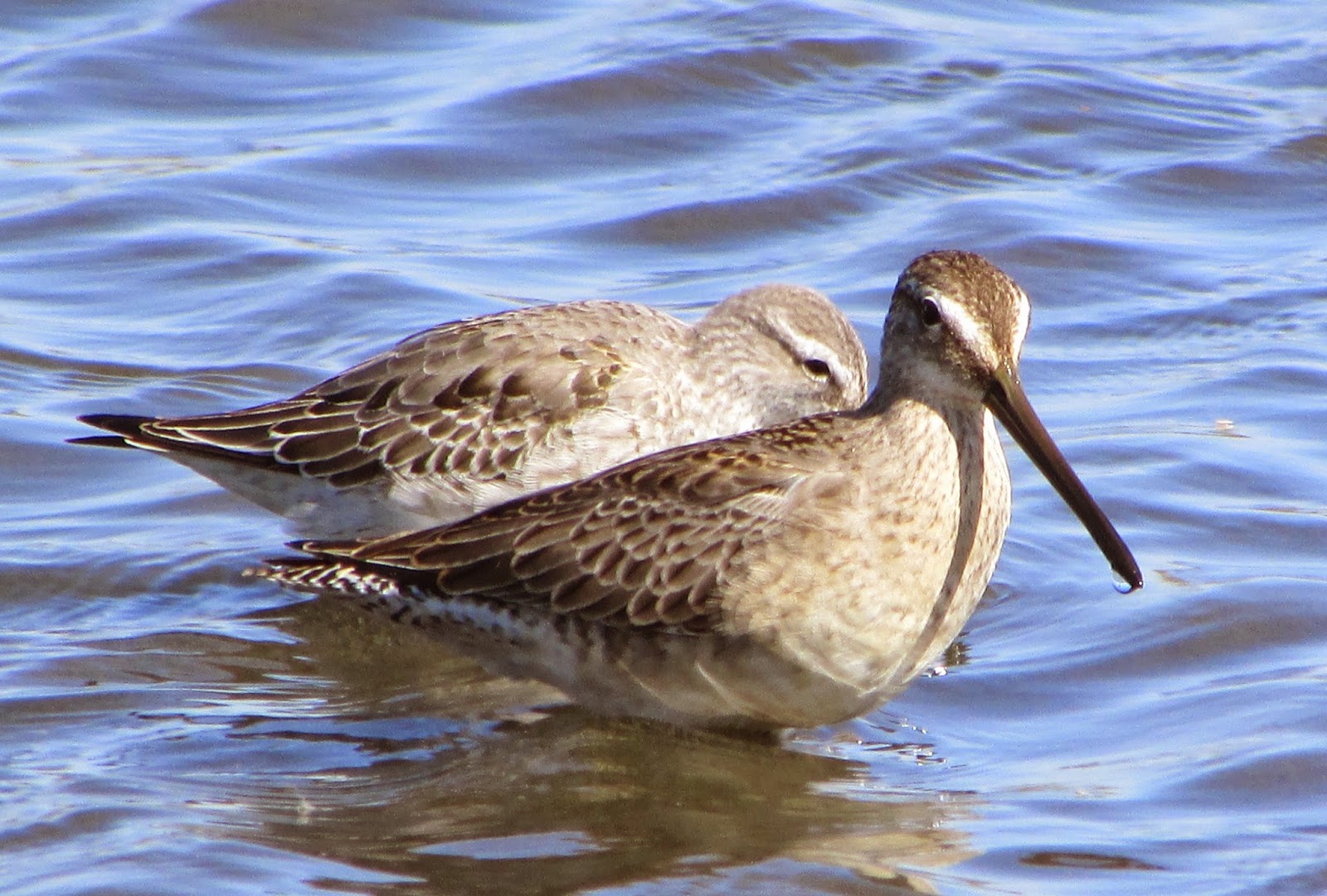 Long Island Birding Special Post Long Billed Dowitcher and Stilt Sandpiper, Jamaica Bay East Pond