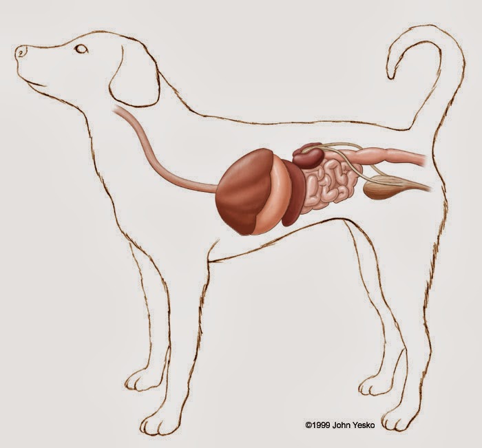 Know Thy Dog Canine Digestive System