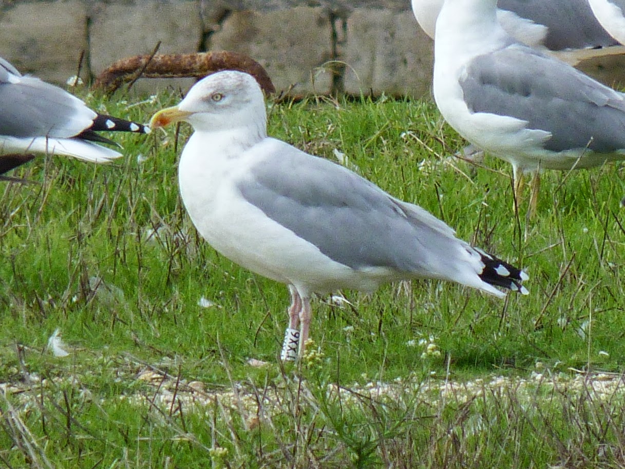 Guernsey Gulls W1XX6 LongDistance Herring Gull!