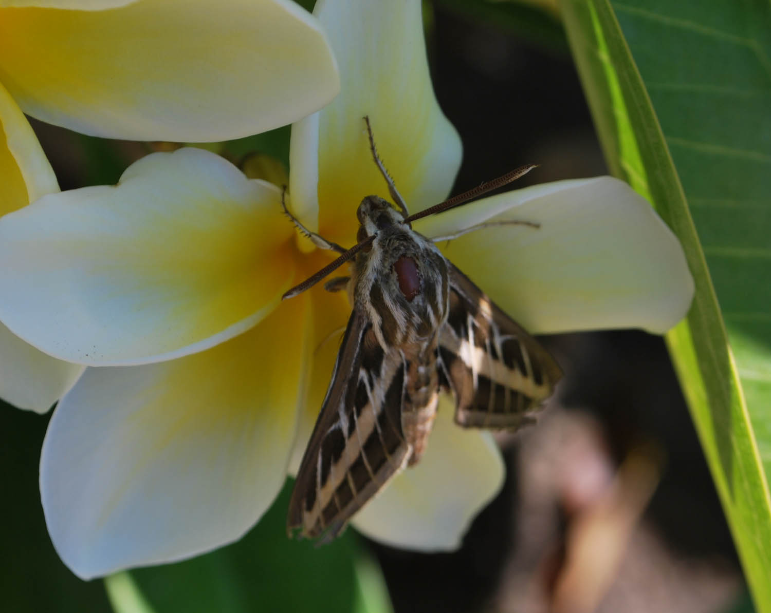 The Scratching Post Hummingbird Moth On Plumeria