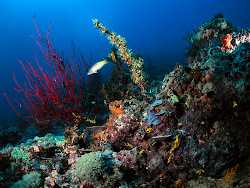 underwater sea hd wallpapers ocean papua guinea under deep npicx tweet nature