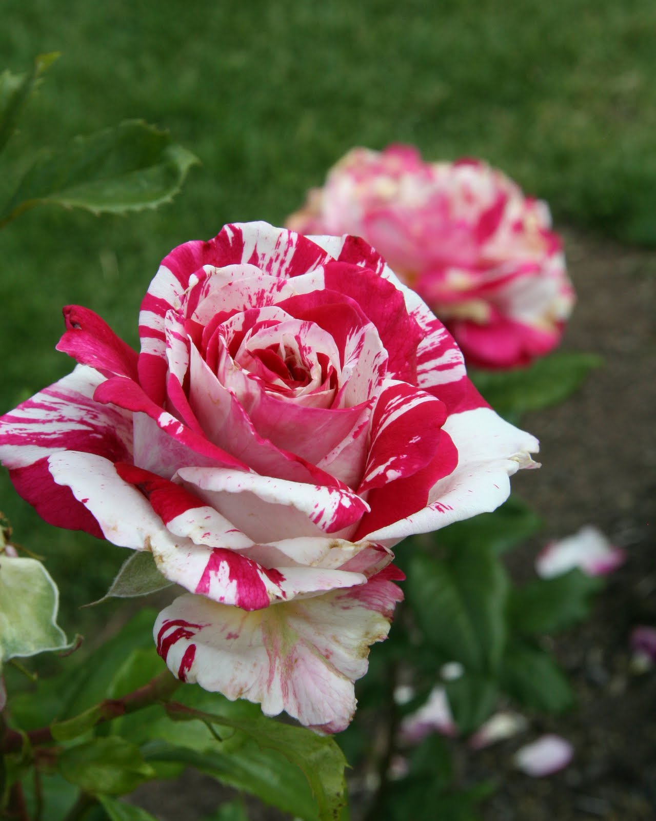 Daffodils & Daydreams: Garden Visit - International Rose ...