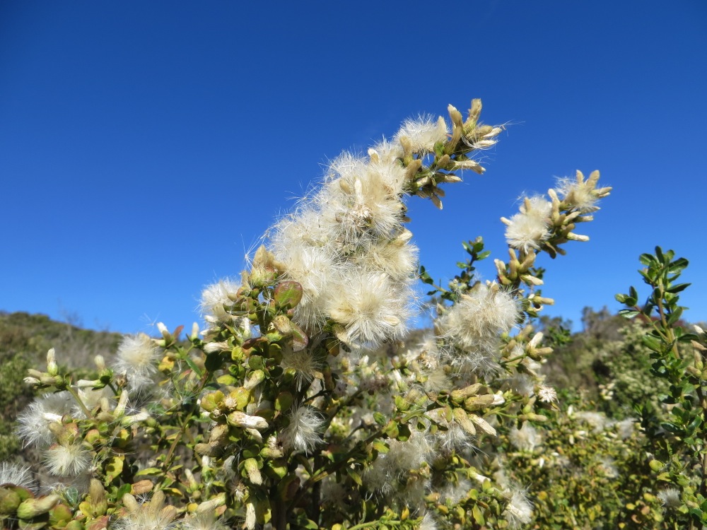 coyote mint seeds coyote mint seeds