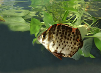 Ini Dia Ikan Hias Ruby Scat yang Cantik Serta Mudah Pemeliharaannya