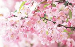 flower sakura blossoms nature cherry spring wallpapers blossom japanese colorful flowers japan pink happy bloom springtime