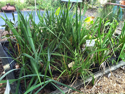 Central Florida Gardener: Simon Seed Farm & Garden Center