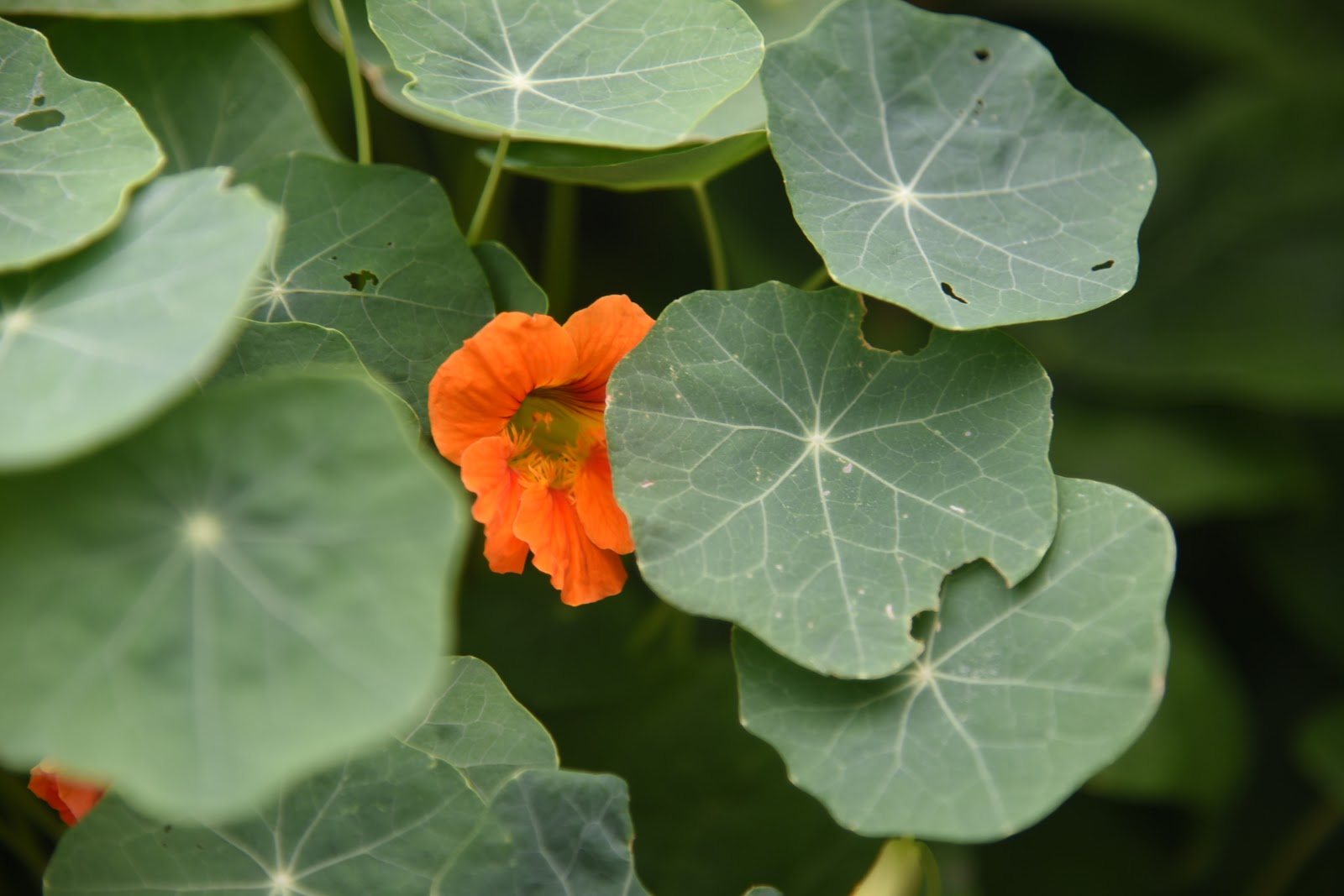 Creating a Foodie an honesttogoodness kitchen experience The