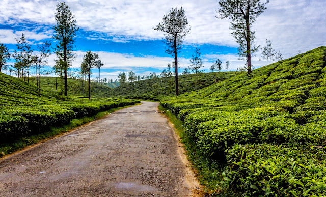 Landscape photo - Valparai, Mudis route - Tea plantation road