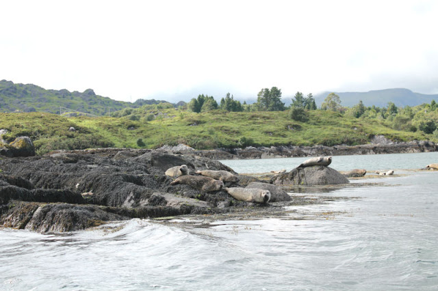 Ferry to Garnish Seals on rocks