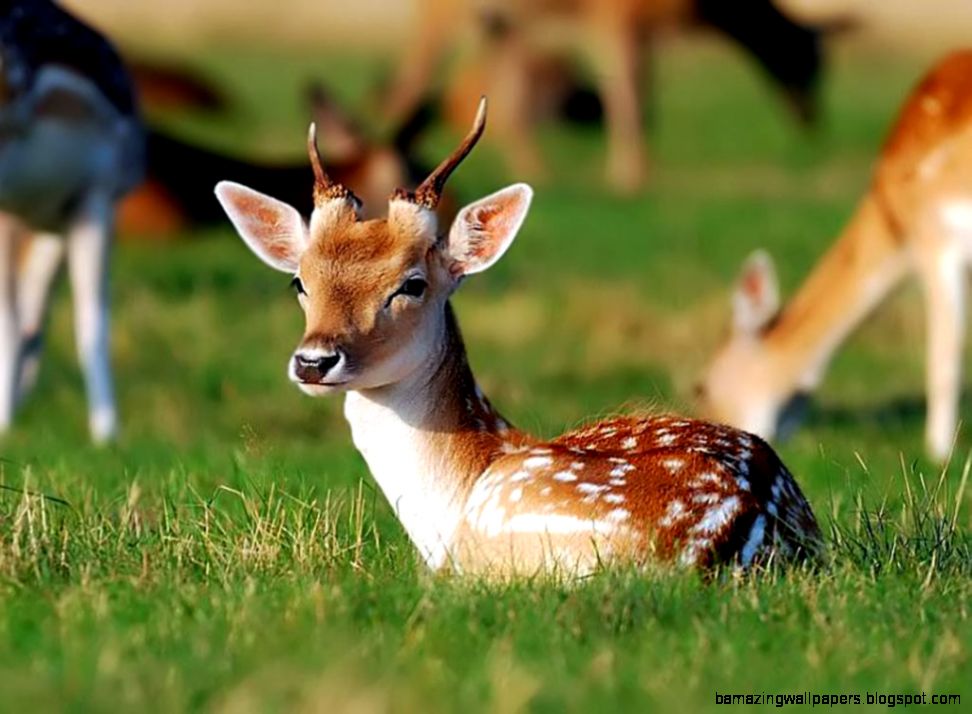 Cute Baby Deer Wallpaper