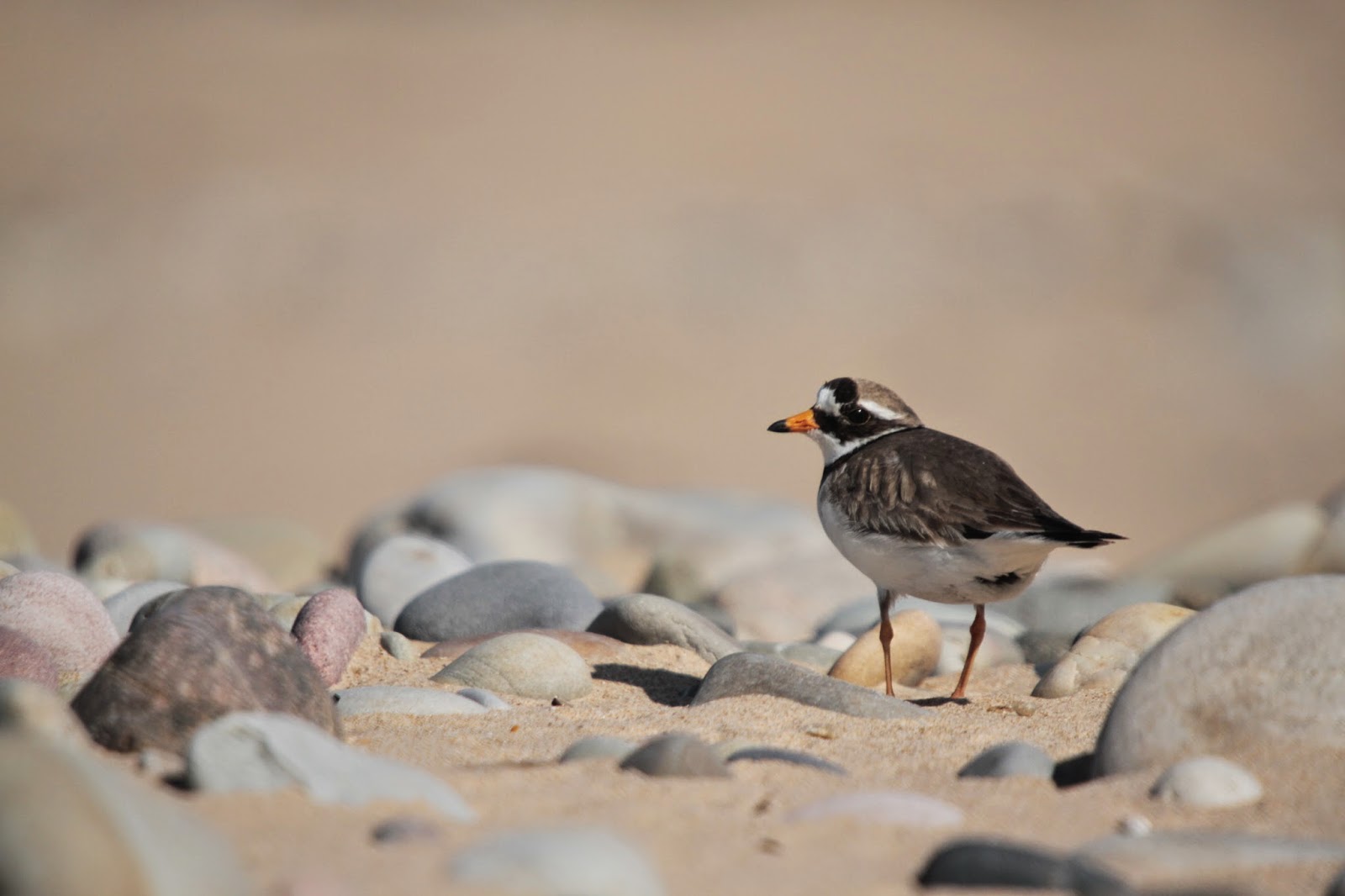Photo Nature ML Oiseaux du bord