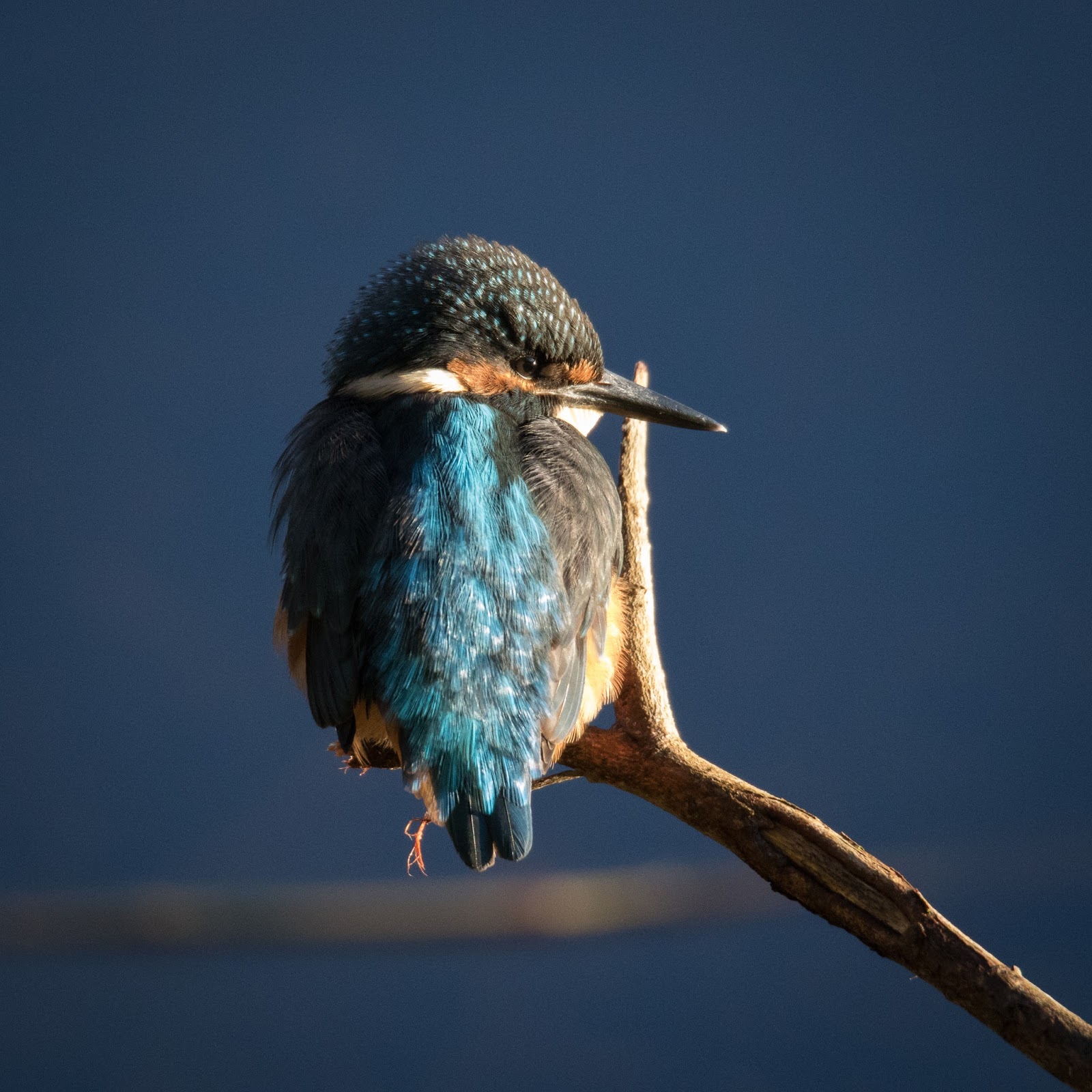 TrogTrogBlog Blackwinged kingfisher
