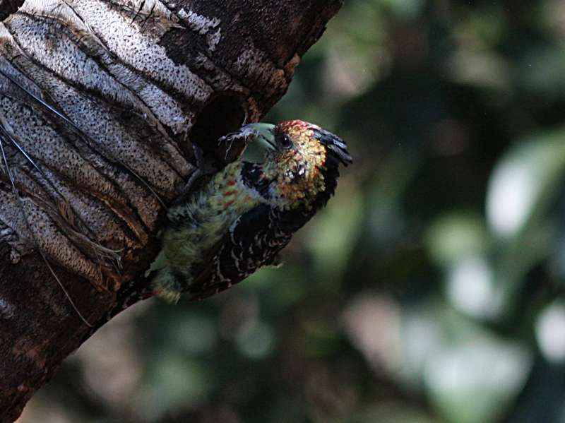 Johannesburg Wildlife & Birding Garden Bird News