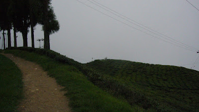 India tea estates, Darjeeling photos, Darjeeling tea estate