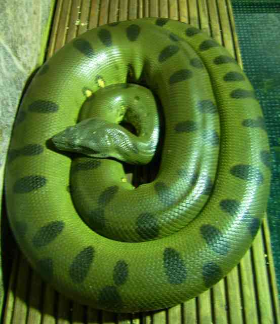 World Amazing Green Anaconda Giant Facts Records.