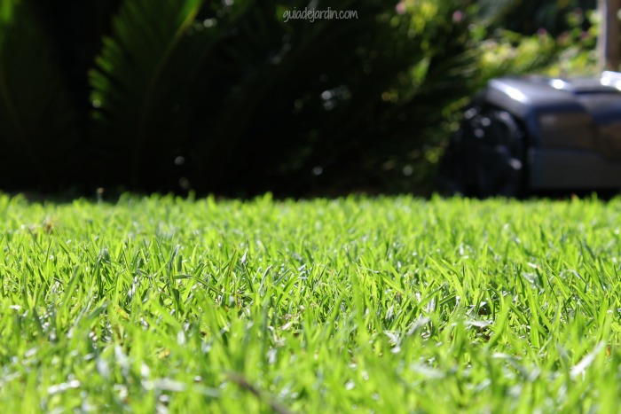 Un otoño que parece primavera - Guia de jardin