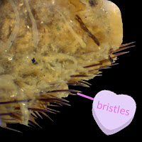 A close-up view of Sea Mouse bristles.