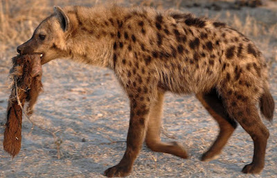 Hyena - Animals That Start With H Hyena - Animals That Start With H