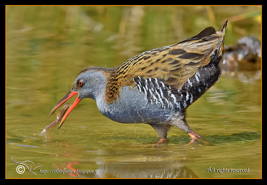 Rallus aquaticus - http://1000-pattes.blogspot.com/
