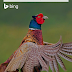 Gambar Hewan Unik Versi Bing in Nokia Lumia 920