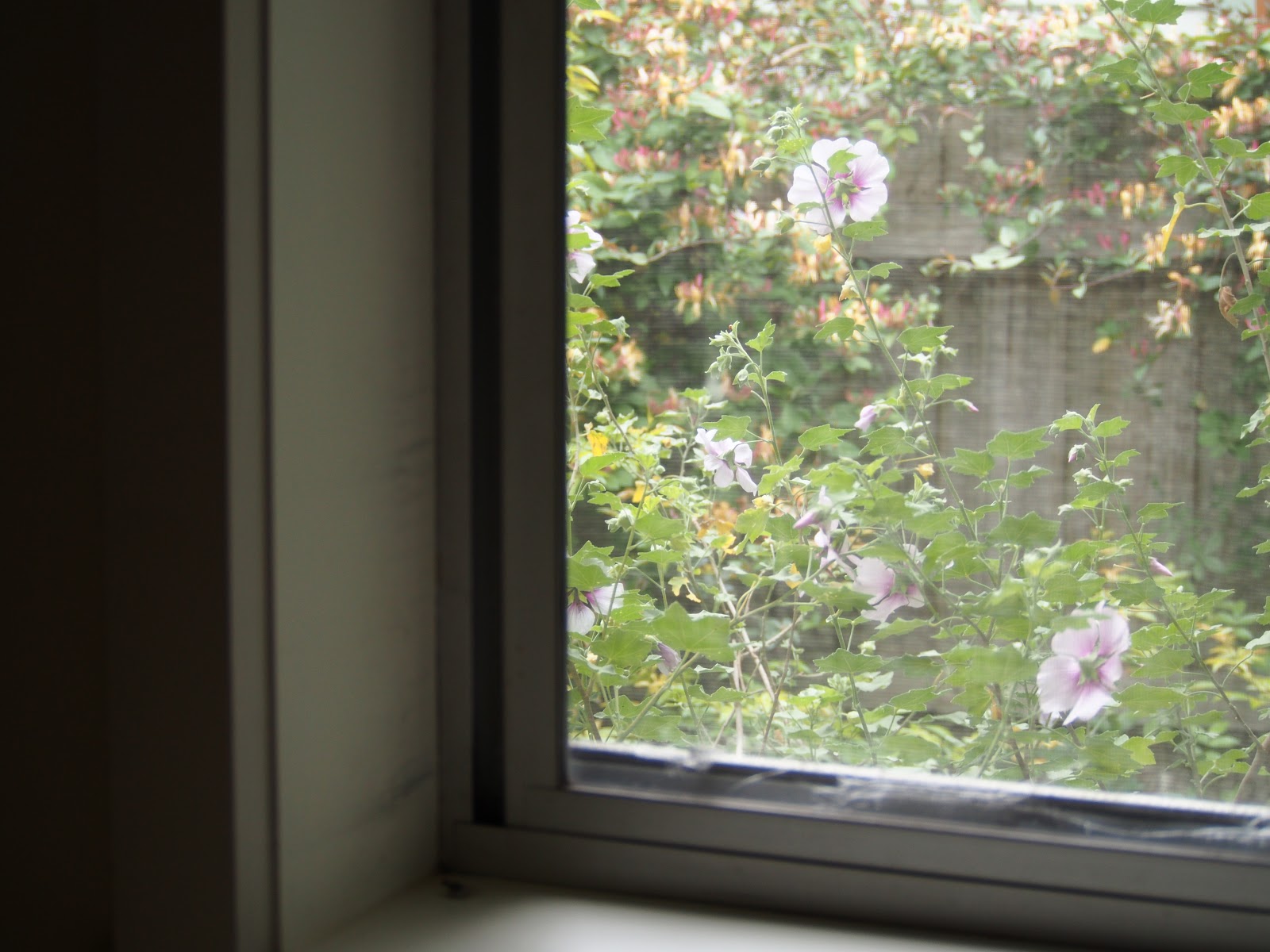 scene from a window