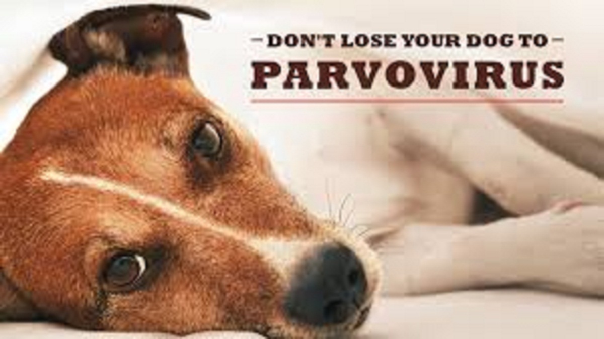 Parvovirus The Deadly Dog Disease is sweeping across the country